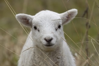 Domestic sheep (Ovis aries) juvenile baby lamb farm animal head portrait in spring, England, United