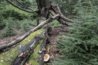 Old dying copper beech (Fagus sylvatica), Emsland, Lower Saxony, Germany