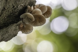 Ringed beech slime moulds (Oudemansiella mucida), Emsland, Lower Saxony, Germany