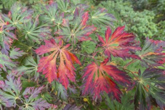 Aconite-leaved maple (Acer japonicum Aconitifolium), Emsland, Lower Saxony, Germany