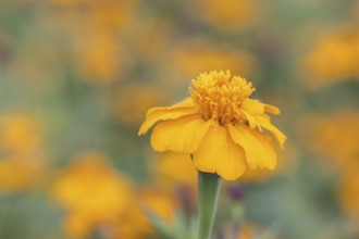 Marigolds (Tagetes), Emsland, Lower Saxony, Germany