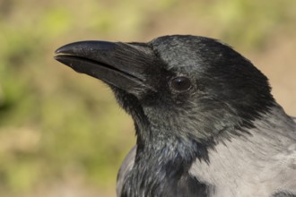 Hooded crow (Corvus cornix) adult bird head portrait, Rome, Italy