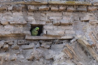 Ring-necked or Rose-ringed parakeet (Psittacula krameri) adult bird looking out of a hole in an