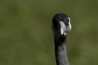 Eurasian or Common crane (Grus grus) adult bird head portrait, England, United Kingdom