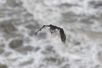 Atlantic puffin (Fratercula arctica) adult sea bird flying, England, United Kingdom