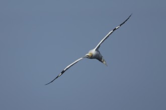 Northern gannet (Morus bassanus) adult sea bird flying, England, United Kingdom