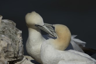Northern gannet (Morus bassanus) two adult sea birds during their courtship love display on a cliff