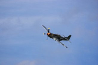 A North American P-51 Mustang of the flying group Flying Bulls, the Nooky Booky IV during an air