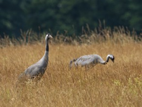 A pair of cranes looking for food, Mecklenburg-Western Pomerania, Germany