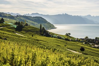 Picturesque village in the vineyards by the lake, Epesses, Lavaux, UNESCO World Heritage Site, Lake