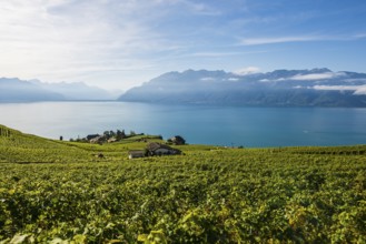 Picturesque village in the vineyards by the lake, Rivaz, Lavaux, UNESCO World Heritage Site, Lake