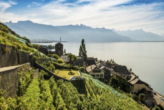 Picturesque village in the vineyards by the lake, Saint-Saphorin, Lavaux, UNESCO World Heritage