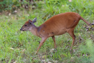 A female Red Forest Duiker (Cephalophus natalensis) stands in a green meadow, eating grass and