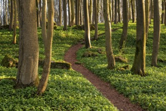 Winding forest path through an idyllic beech forest in spring with lush green wild garlic on the