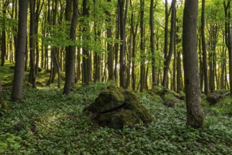 The light of the sun shines in an idyllic beech forest in spring with lush green wild garlic on the