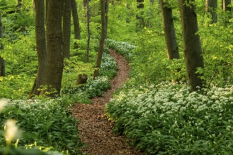 Winding forest path through an idyllic, light-flooded beech forest with wild garlic in bloom in