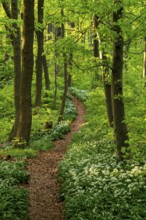 Winding forest path through an idyllic, light-flooded beech forest with wild garlic in bloom in