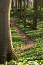 Winding forest path through an idyllic beech forest in spring with lush green wild garlic on the