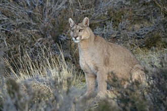 Cougar (Cougar concolor), Torres del Paine National Park, Chile, South America