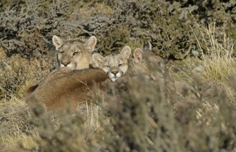 Cougar (Cougar concolor) female with young, Torres del Paine National Park, Chile, South America