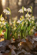 Close-up of spring knotweed (Leucojum vernum) in the forest, also known as marzenbecher, in