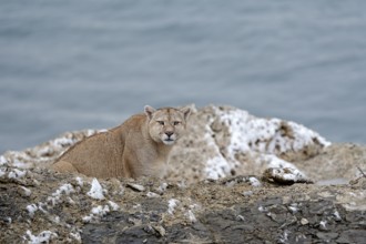 Cougar (Cougar concolor), Torres del Paine National Park, Chile, South America