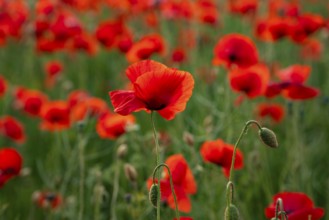 Close-up of red flowering poppy (Papaver rhoeas) in soft backlight, Lower Saxony, Germany