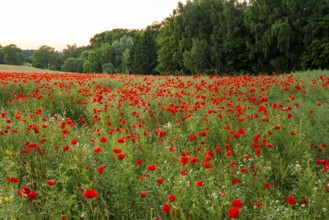 Field with red flowering poppies (Papaver rhoeas) in front of a green forest, Lower Saxony, Germany