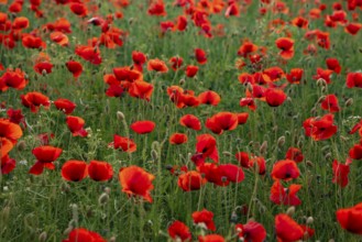 Full-frame photograph of a field of red-flowering poppies (Papaver rhoeas) in soft backlighting,