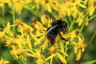 Close-up of a stone bumblebee (Bombus lapidarius) on yellow flowering ragwort (Jacobaea vulgaris),