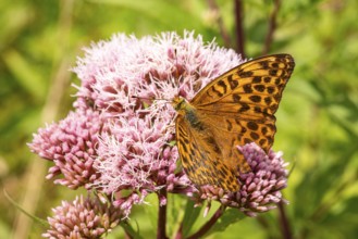 Close-up of an Emperor Cloak (Argynnis paphia) on pink flowering Hemp agrimony (Eupatorium