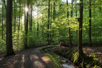 The sun shines on an idyllic hiking trail along the moat of the Schwalenberger Stadtwasser, lined