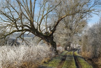 Field path through the Emmer meadows on a frosty winter morning, with icy trees and bushes at the