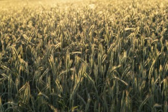 Full-format photograph of a rye field (Secale cereale) in atmospheric evening backlight, Germany