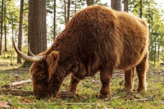 Highland cattle in a forest in the Wistinghauser Senne, Teutoburg Forest nature park Park, North