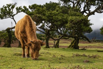A grazing cow in front of pristine laurel trees in the magical, mystical laurel forest of Fanal,