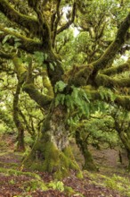 Moss-covered steps on a hiking trail along the Levada do Moinho, lined with primeval forest with