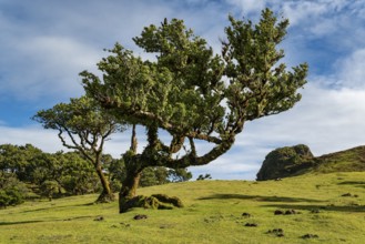 Moss-covered steps on a hiking trail along the Levada do Moinho, lined with primeval forest with