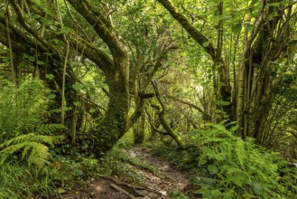 Hiking trail through a primeval forest with lush vegetation on the Derrynane Loop Walking Trail,