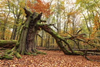 Autumnal forest scene with a trunk of an ancient, dead and bent tree covered with moss and tree