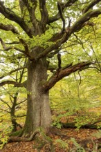 Trunk of a monumental English oak (Quercus robur) in an autumn scene in the Sababurg primeval