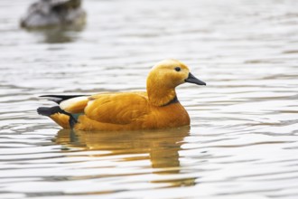 Ruddy shelduck (Tardora ferruginea) Germany