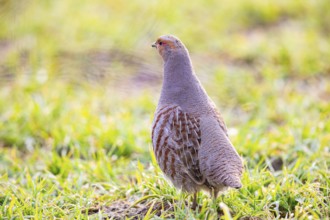 Grey partridge (Perdix perdix) Germany