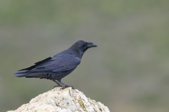 Raven (Corvus corax) on a rock, Extremadura, Spain