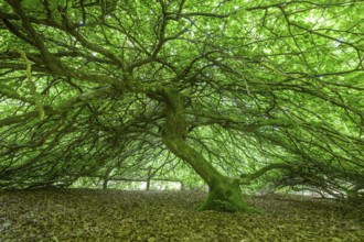 Faux de Verzy beech forest, Verzy, Marne, France