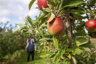 Apples ready for harvest at a fruit farm in the Palatinate