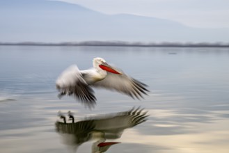 Dalmatian Pelican (Pelecanus crispus), Dalmatian Pelican, landing, long exposure, Lake Kerkini,