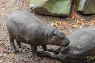 A female pygmy hippopotamus (Choeropsis liberiensis) stands next to its mother. Liberia, West