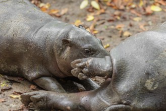 A female pygmy hippopotamus (Choeropsis liberiensis) nurses its calf. Liberia, West-Afrika