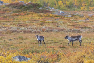 Reindeer herd at Abisko National Park in the colourful autumn of Lapland below Lapporten,